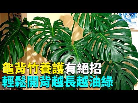 龜背芋可以放房間嗎|龜背芋可以放室內嗎？揭開這種植物的神秘面紗 – 植物盆栽綠寶典